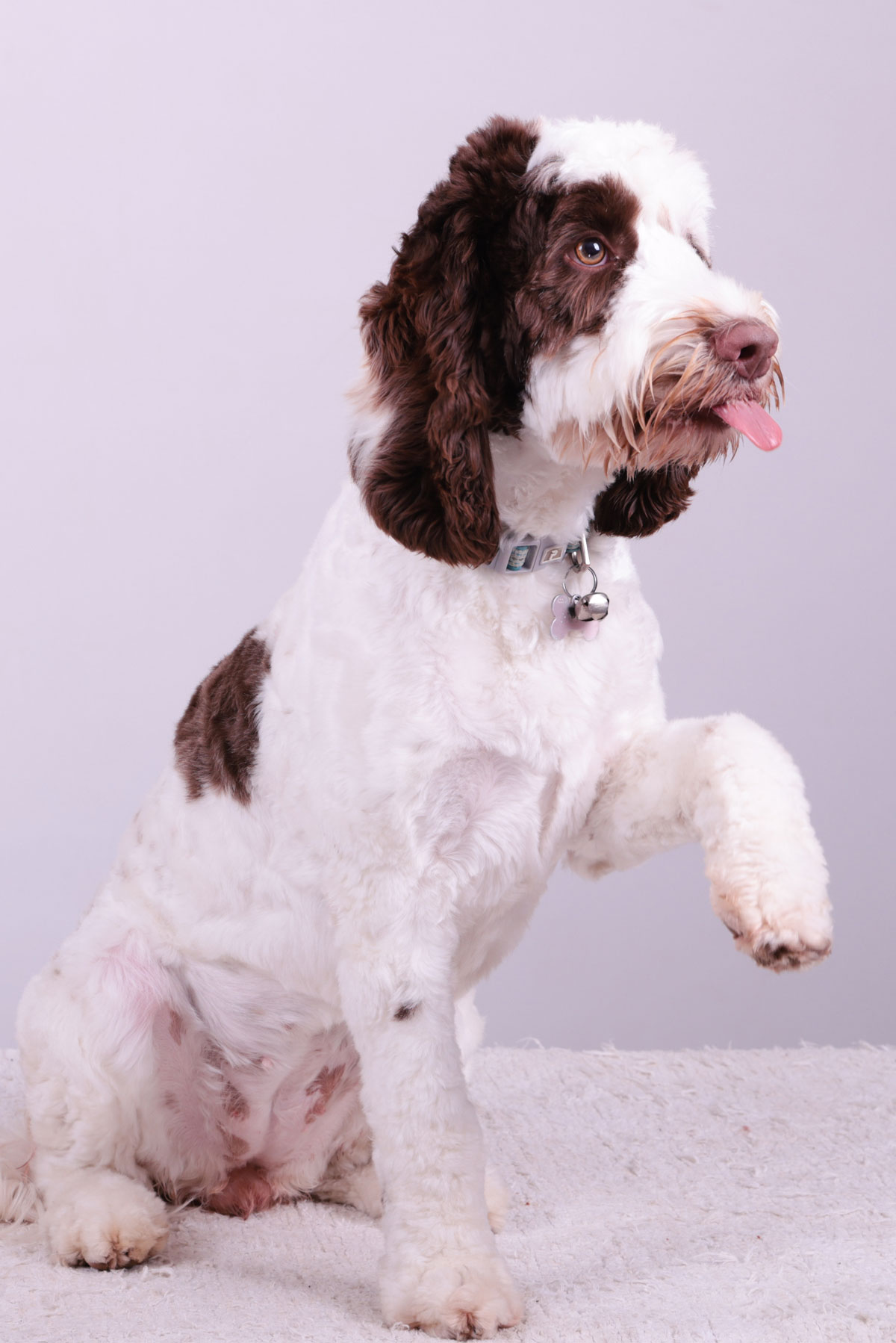 Pippin - Head of Barketing